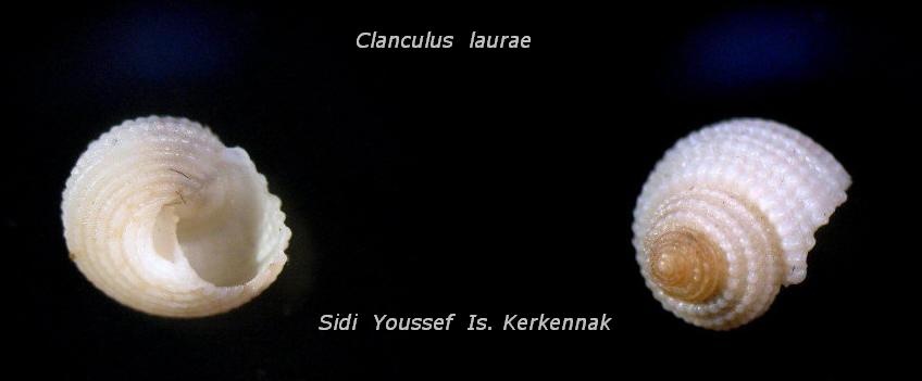 Clanculus laurae Cecalupo, Buzzurro & Mariani, 2008